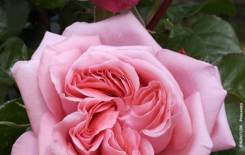 ©SUNFLOR - Primavera
